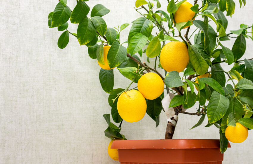 Odla citronträd sverige